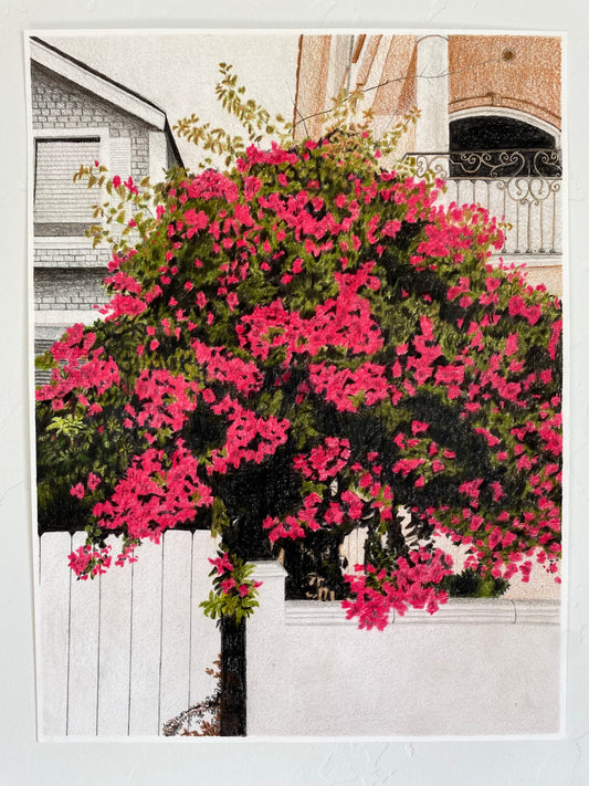 'Great Bougainvillea' Print