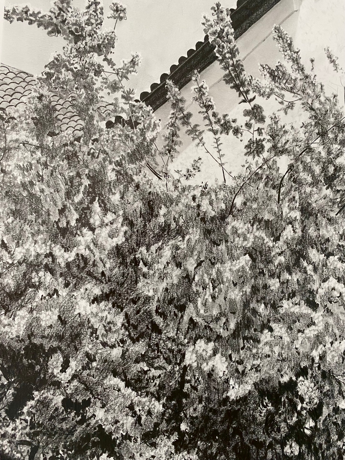 ‘Scribble in Full Bloom’ Print