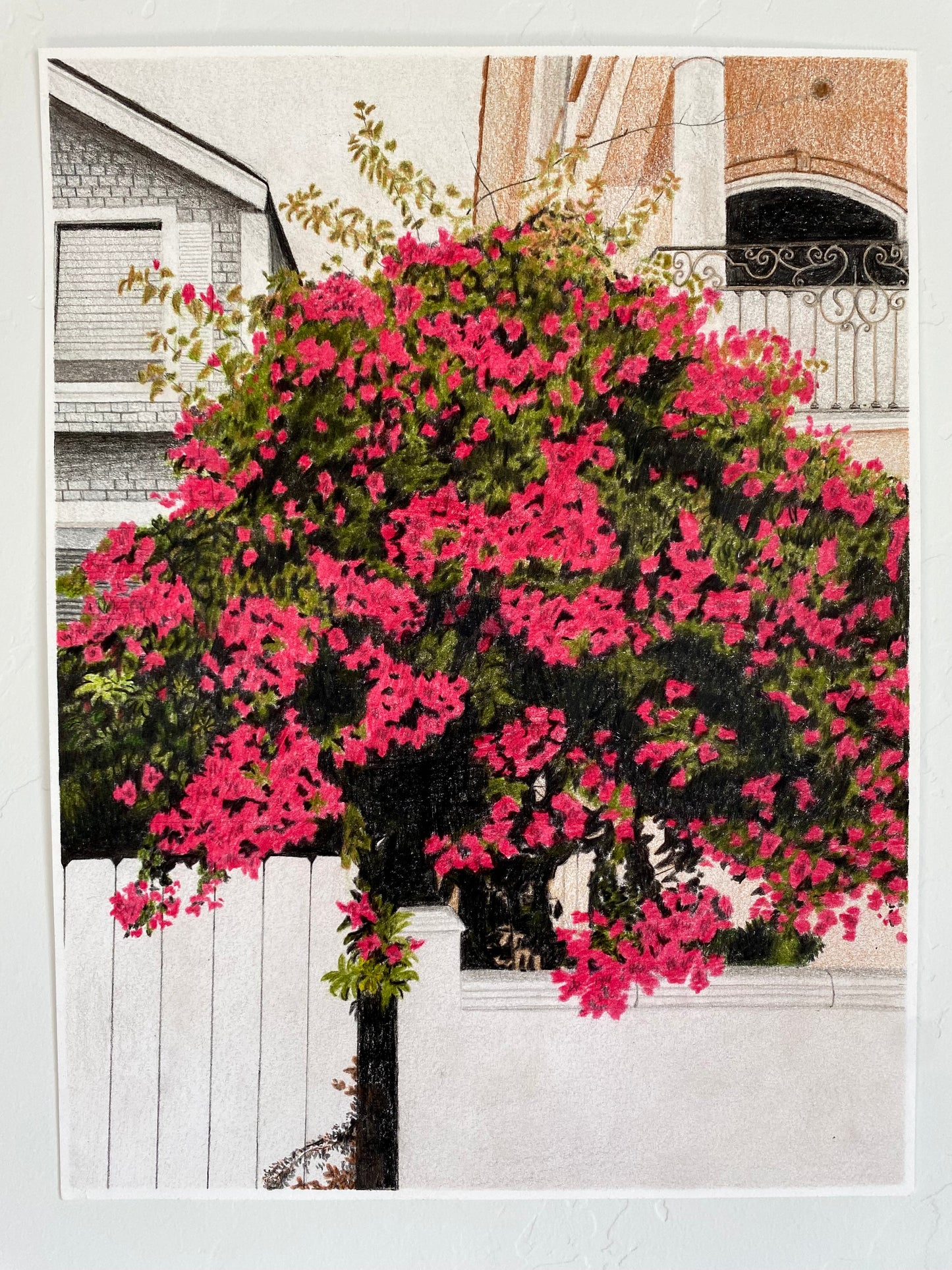 'Great Bougainvillea' Print